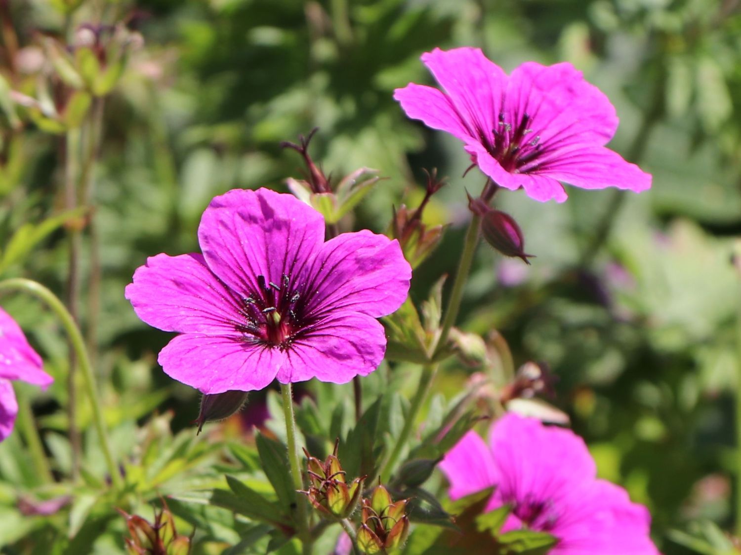 Storchschnabel 'JS Matu Vu' - Geranium psilostemon ' JS Matu Vu'