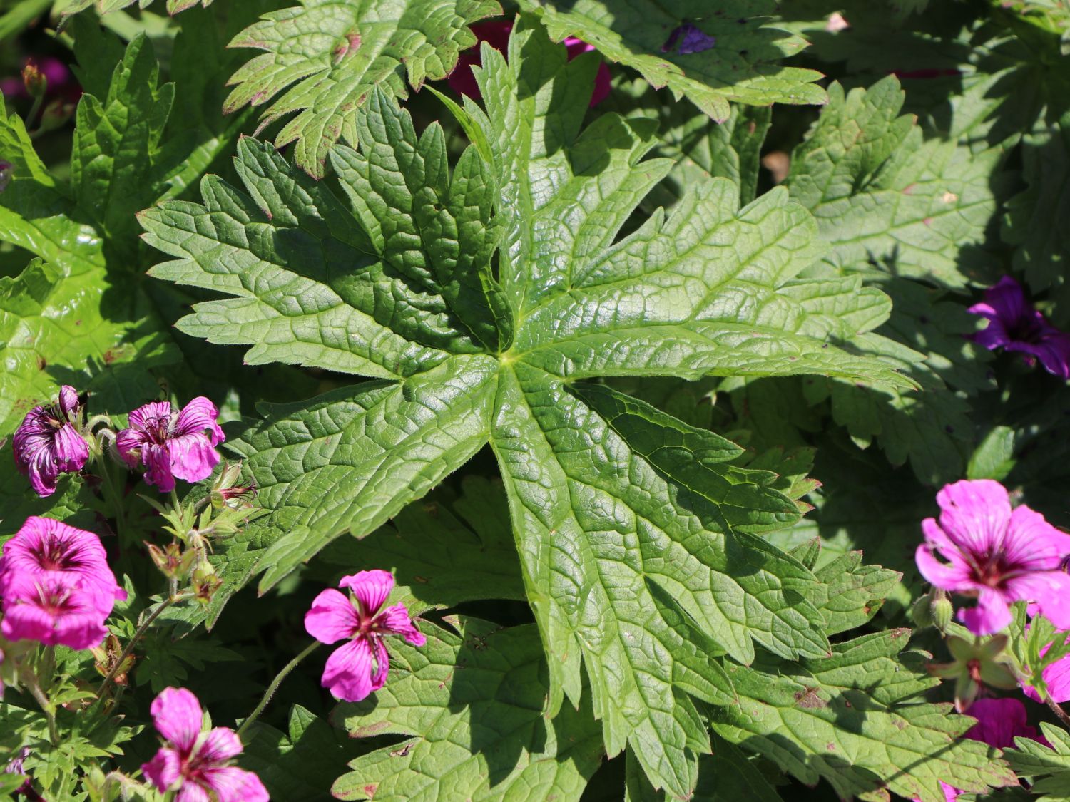 Storchschnabel 'JS Matu Vu' - Geranium psilostemon ' JS Matu Vu'