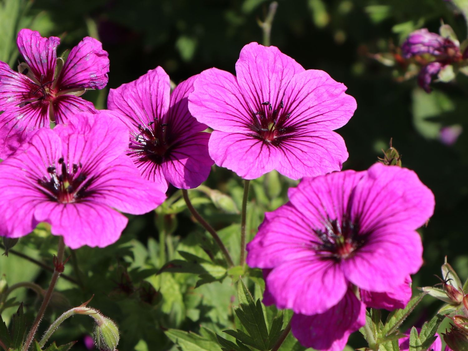 Storchschnabel 'JS Matu Vu' - Geranium psilostemon ' JS Matu Vu'