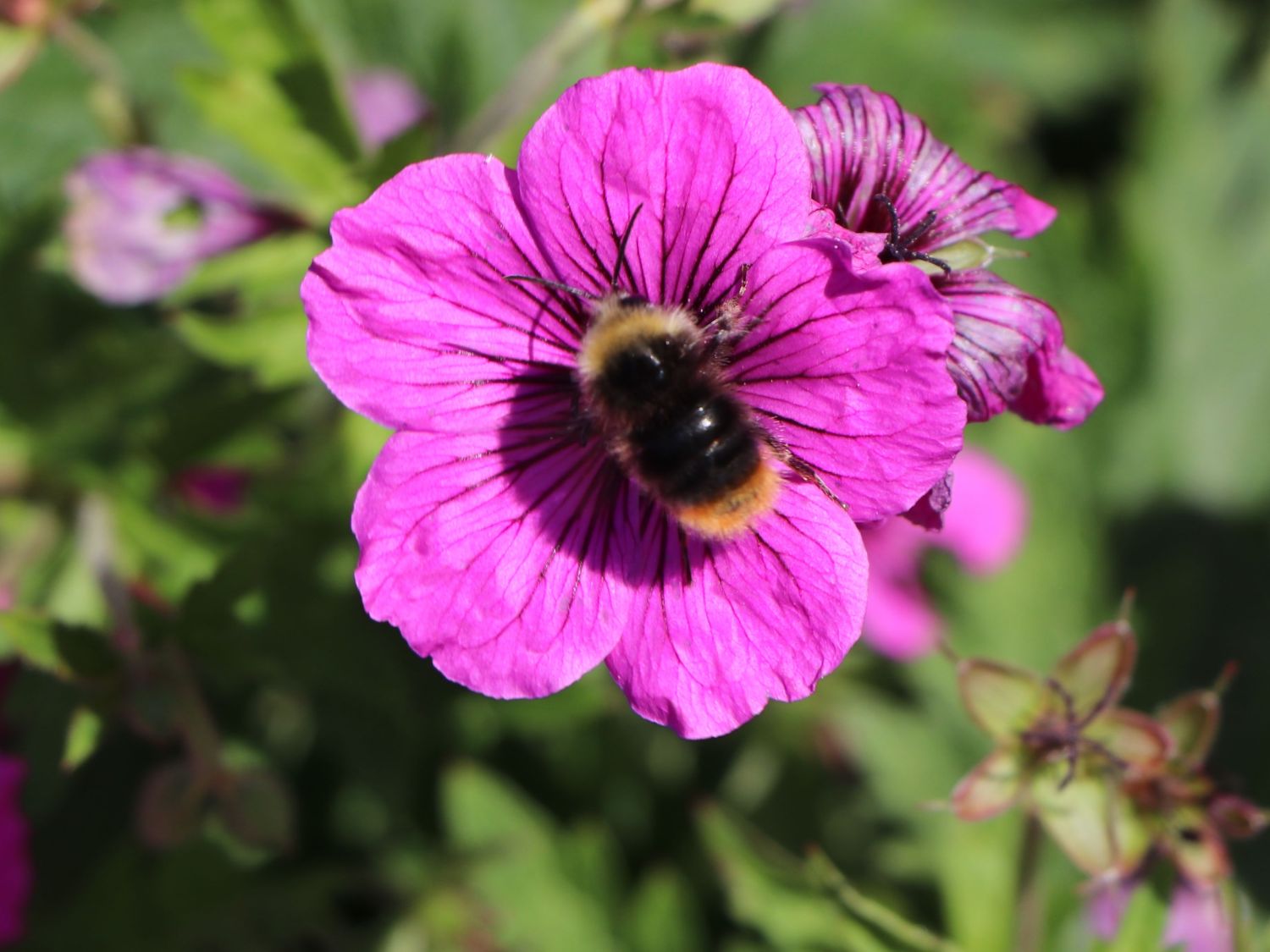 Storchschnabel 'JS Matu Vu' - Geranium psilostemon ' JS Matu Vu'
