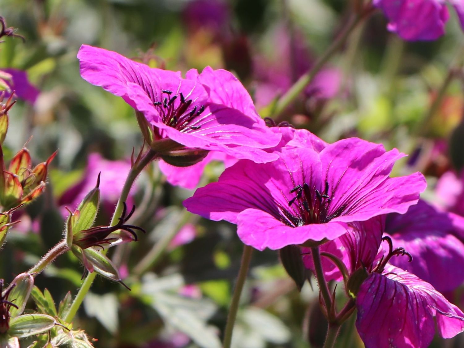 Storchschnabel 'JS Matu Vu' - Geranium psilostemon ' JS Matu Vu'