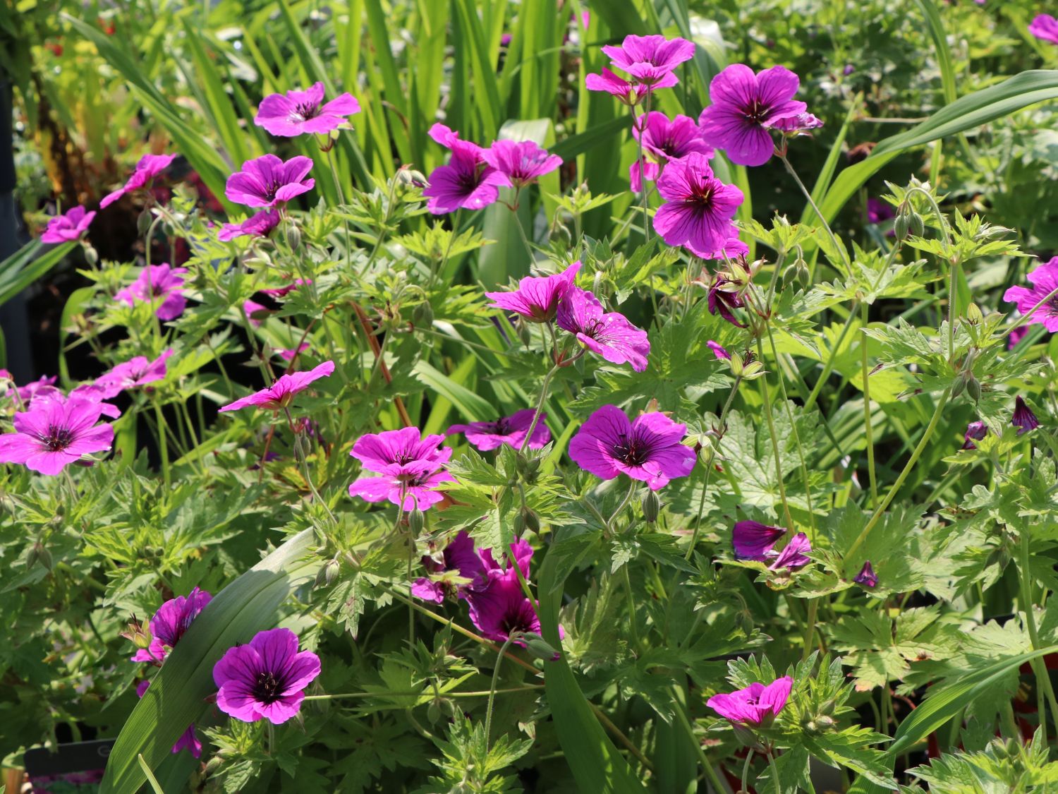 Storchschnabel 'JS Matu Vu' - Geranium psilostemon ' JS Matu Vu'