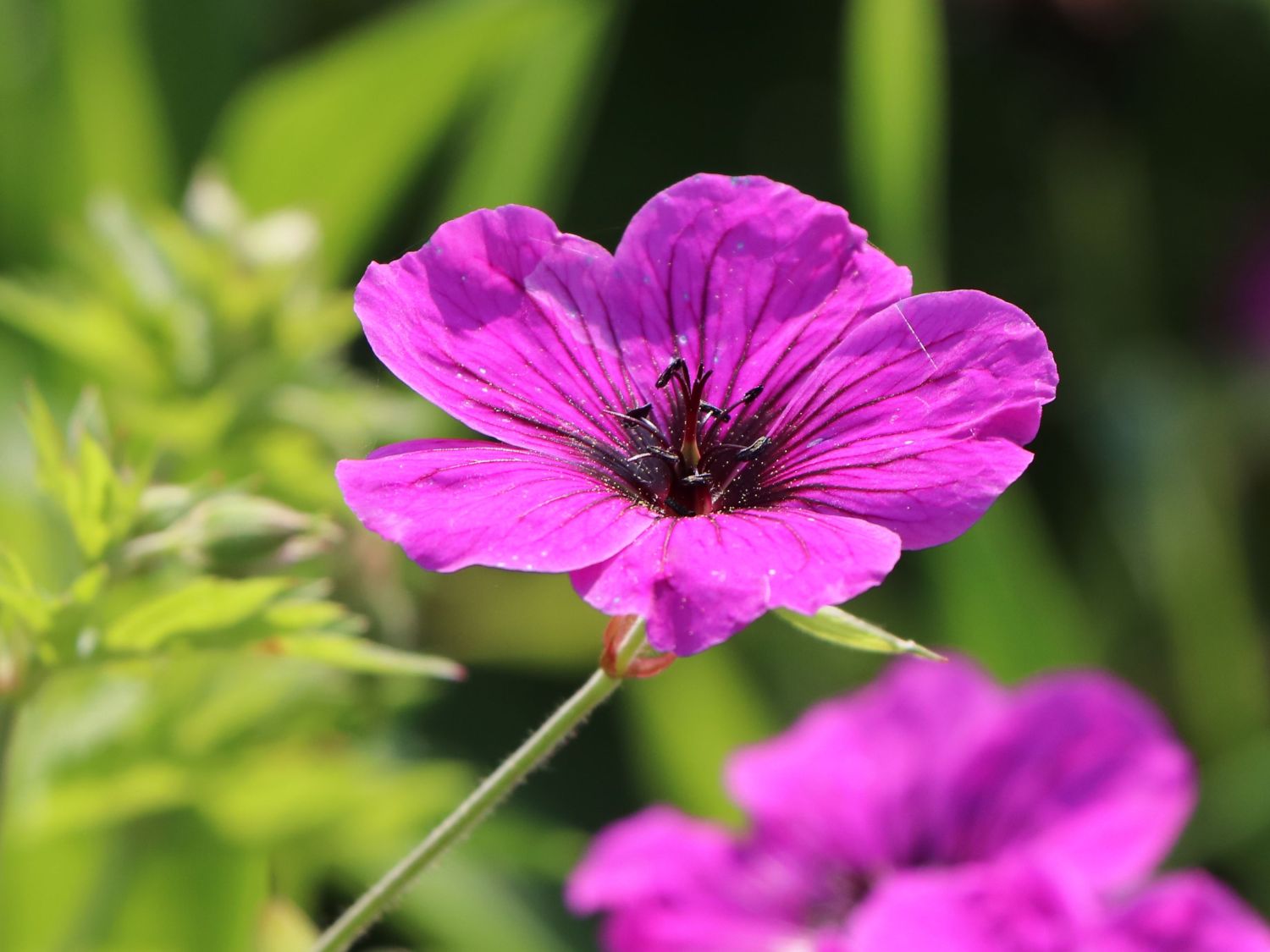 Storchschnabel 'JS Matu Vu' - Geranium psilostemon ' JS Matu Vu'