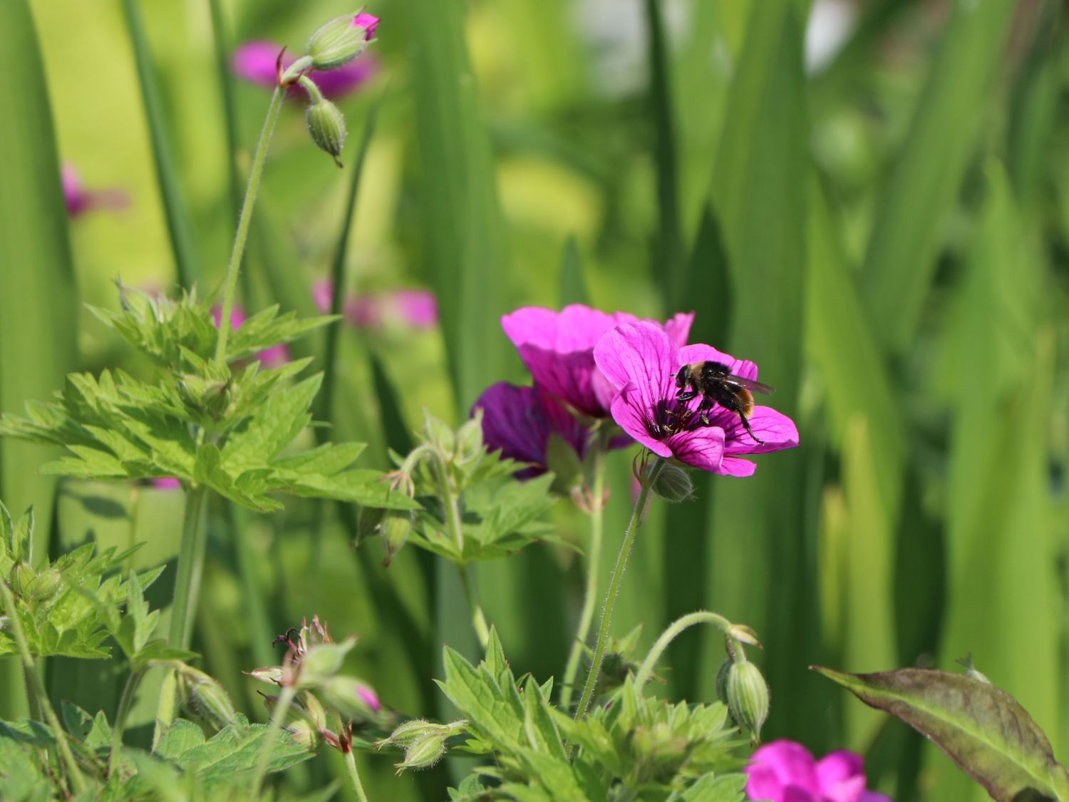 Storchschnabel 'JS Matu Vu' - Geranium psilostemon ' JS Matu Vu'