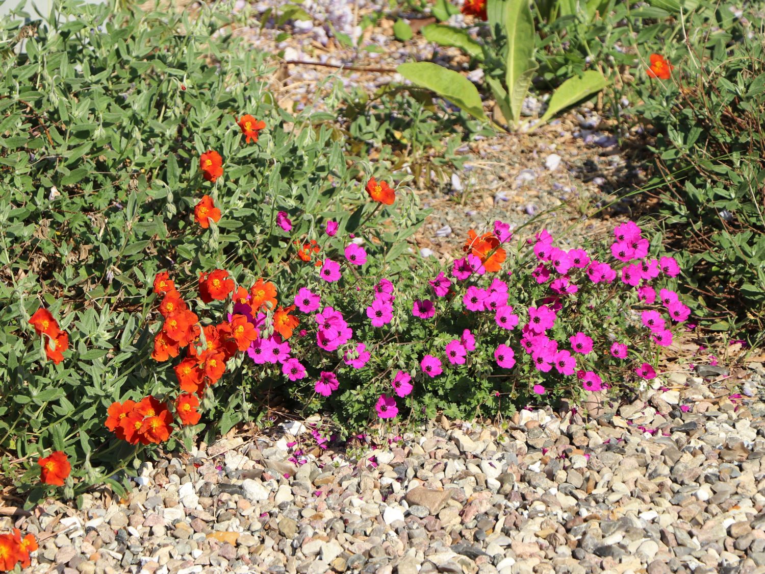 Storchschnabel 'JS Matu Vu' - Geranium psilostemon ' JS Matu Vu'