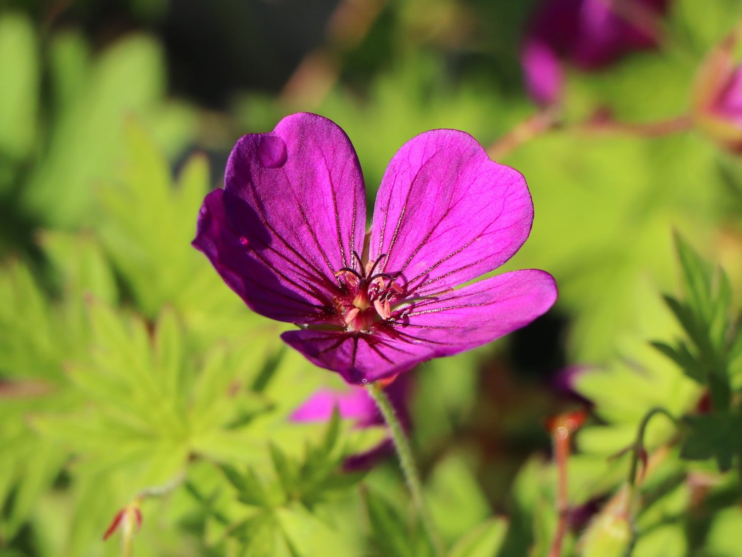 Storchschnabel 'Little David' - Geranium psilostemon 'Little David'