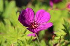 Storchschnabel 'Little David' - Geranium psilostemon 'Little David'