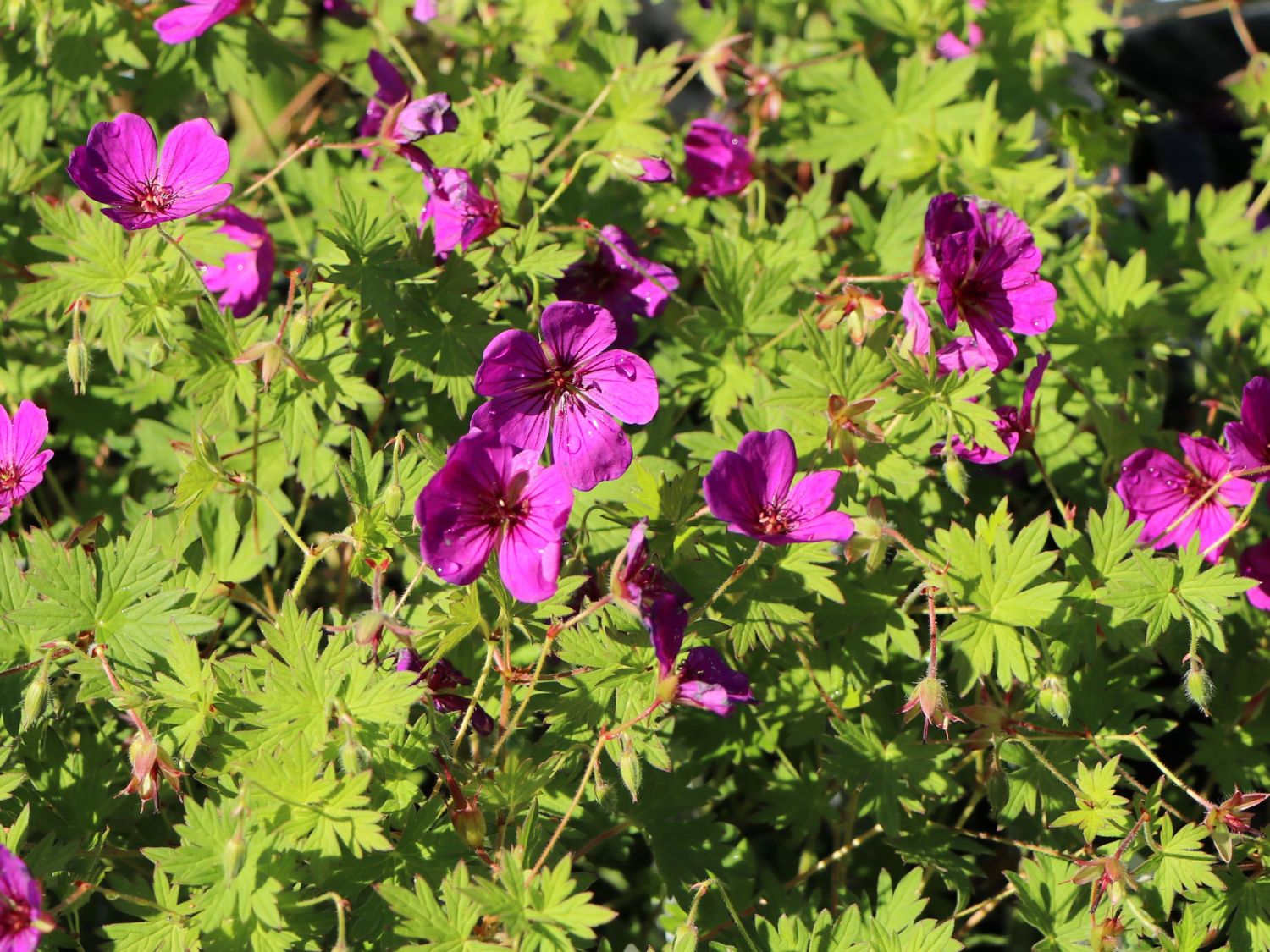 Storchschnabel 'Little David' - Geranium psilostemon 'Little David'