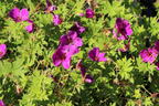 Storchschnabel 'Little David' - Geranium psilostemon 'Little David'