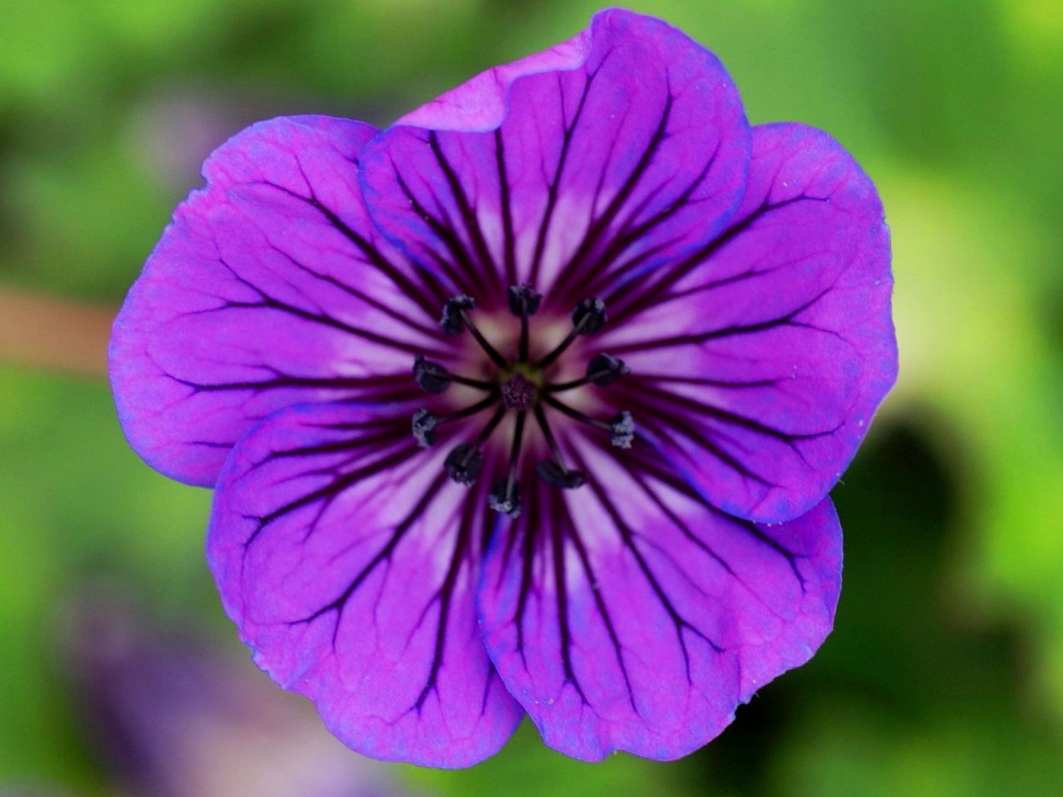 Storchschnabel 'Mary-Anne'