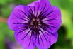 Storchschnabel 'Mary-Anne' - Geranium wallichianum 'Mary-Anne'