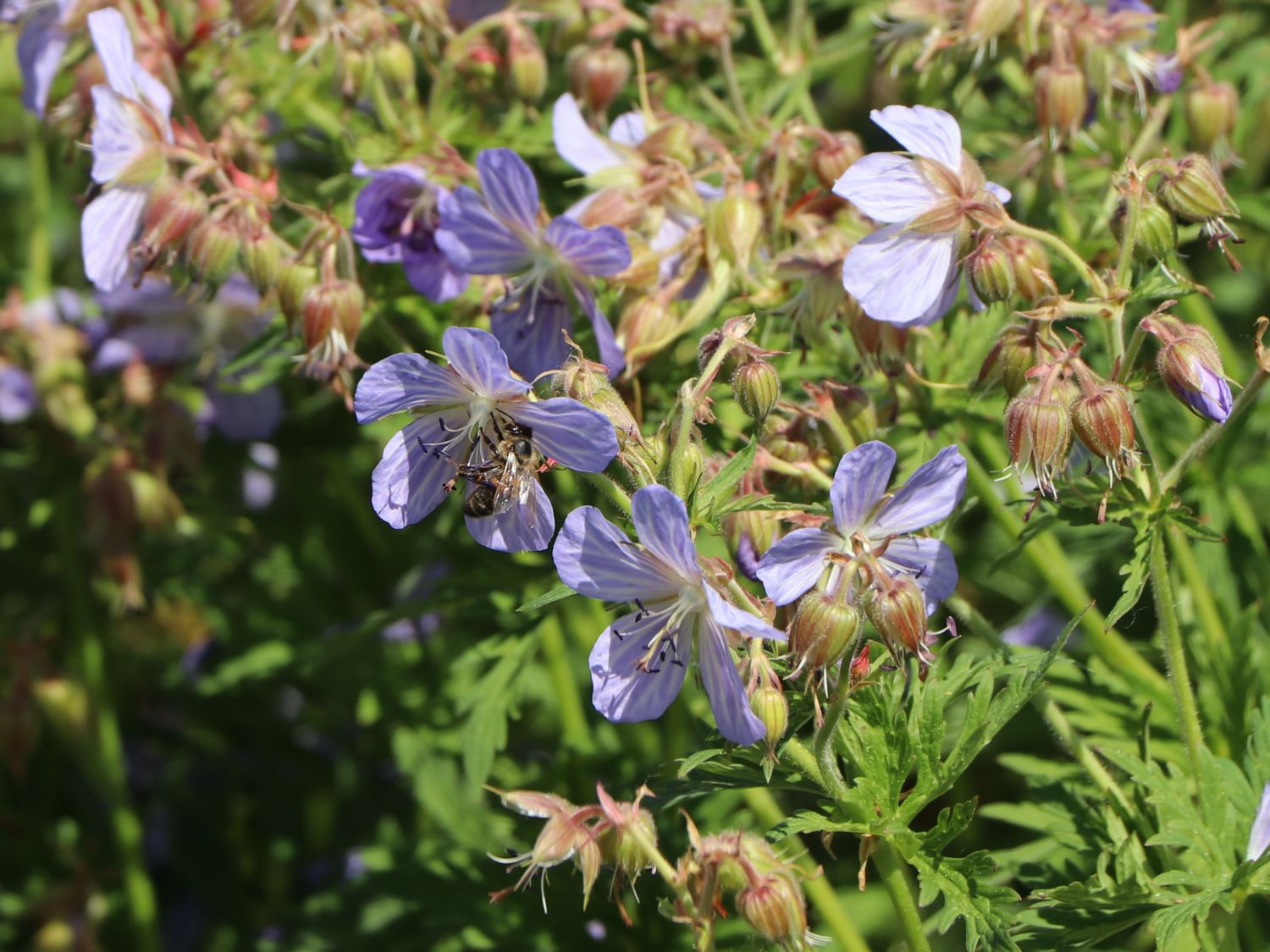 Storchschnabel 'Mrs. Kendall Clark'