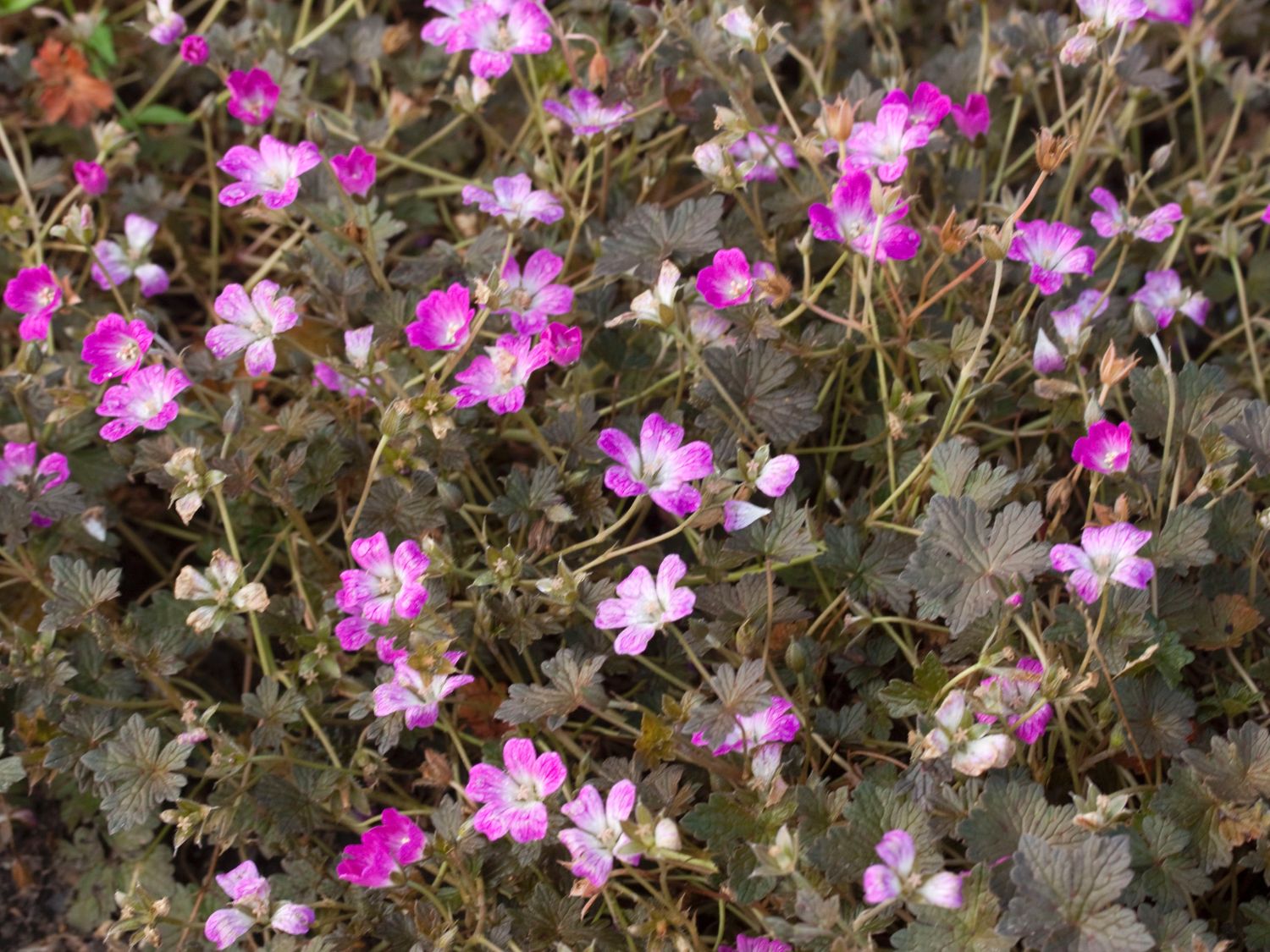 Storchschnabel 'Orkney Cherry' - Geranium x oxonianum 'Orkney Cherry'
