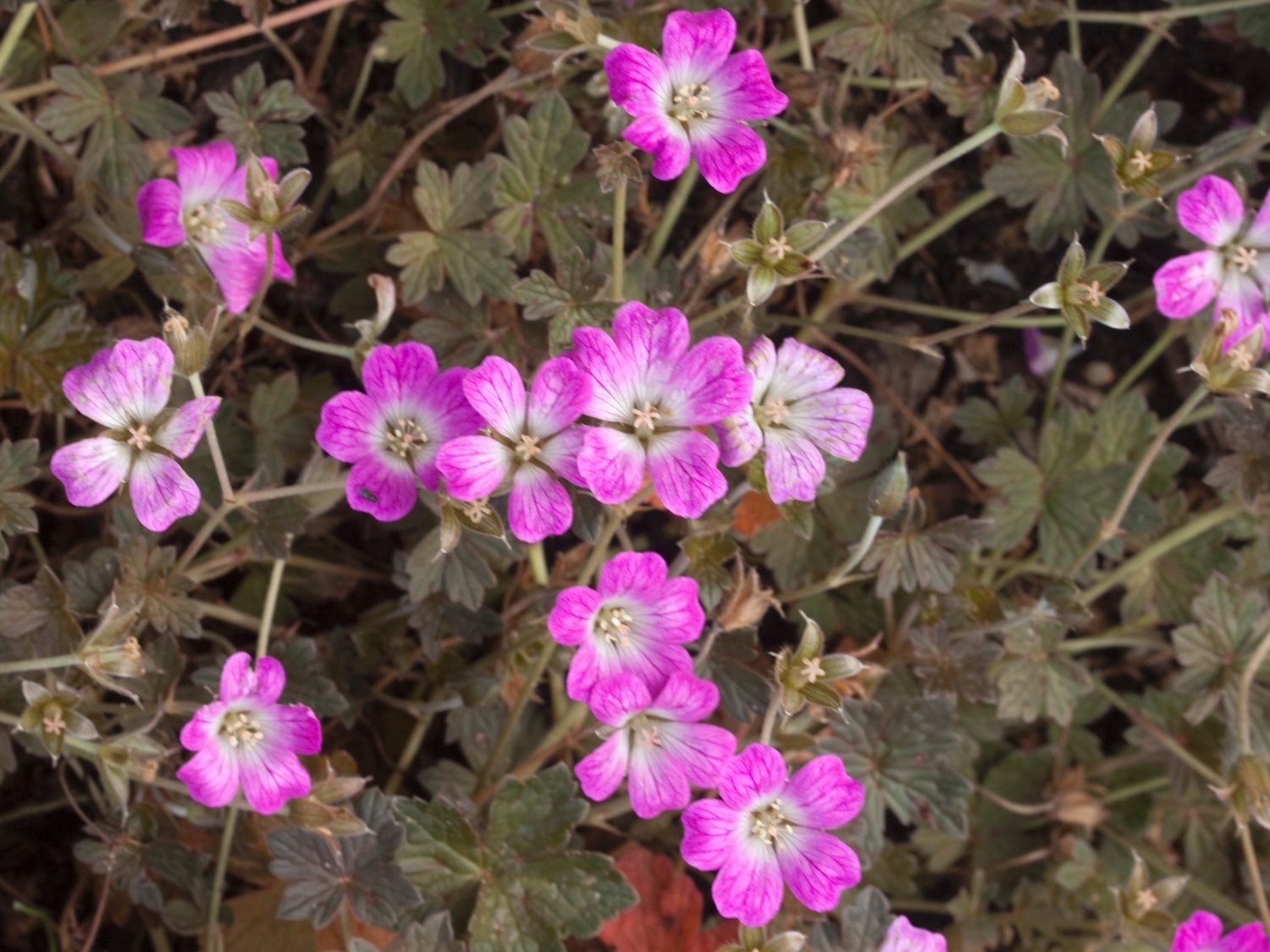 Storchschnabel 'Orkney Cherry' - Geranium x oxonianum 'Orkney Cherry'
