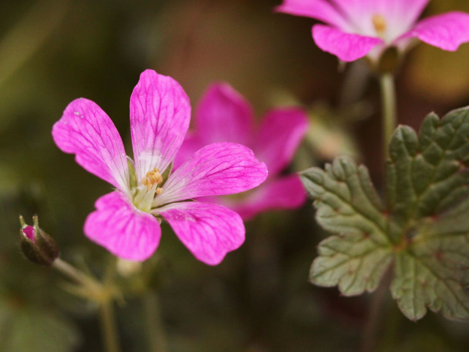 Storchschnabel 'Orkney Cherry' - Geranium x oxonianum 'Orkney Cherry'