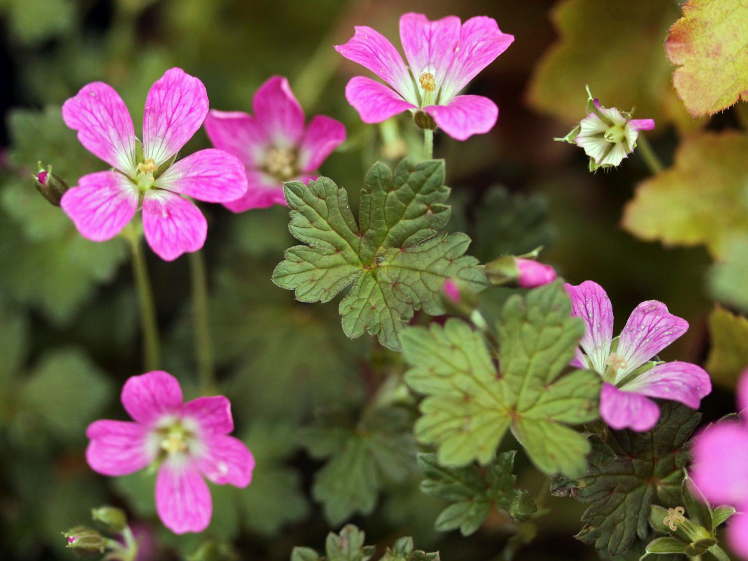 Storchschnabel 'Orkney Cherry' - Geranium x oxonianum 'Orkney Cherry'