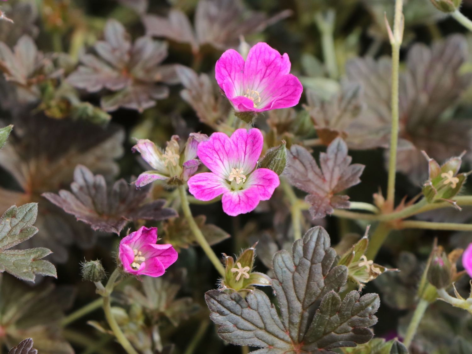 Storchschnabel 'Orkney Cherry' - Geranium x oxonianum 'Orkney Cherry'