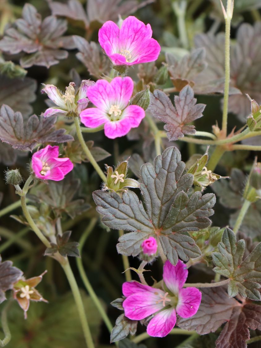 Storchschnabel 'Orkney Cherry' - Geranium x oxonianum 'Orkney Cherry'
