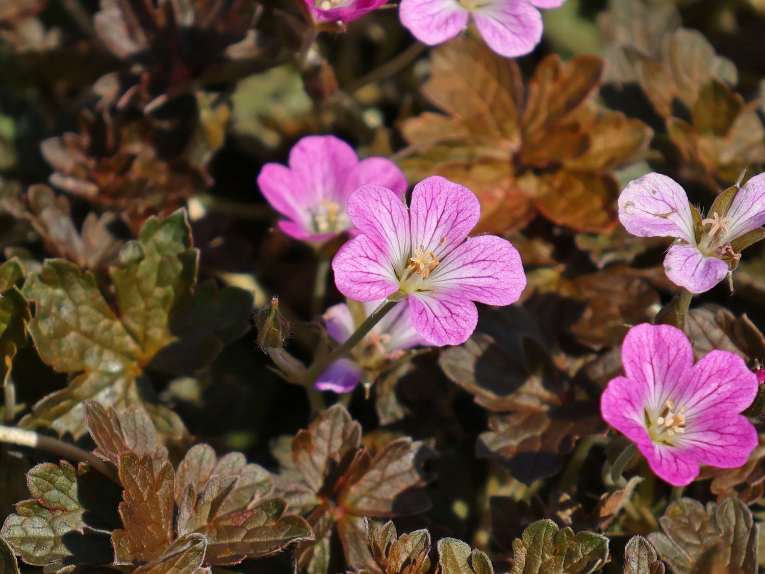 Storchschnabel 'Orkney Cherry' - Geranium x oxonianum 'Orkney Cherry'