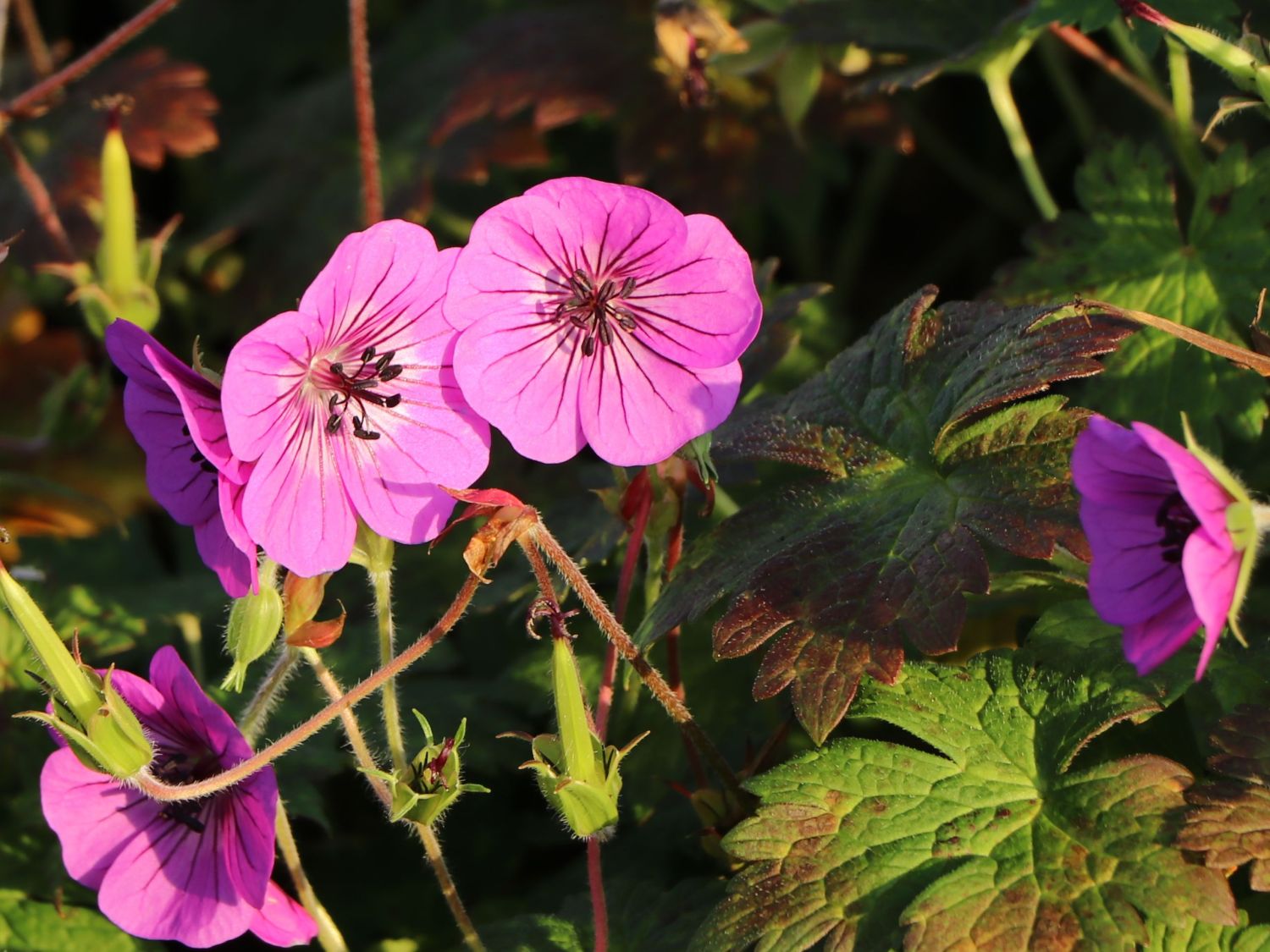 Storchschnabel 'Pink Penny' ®