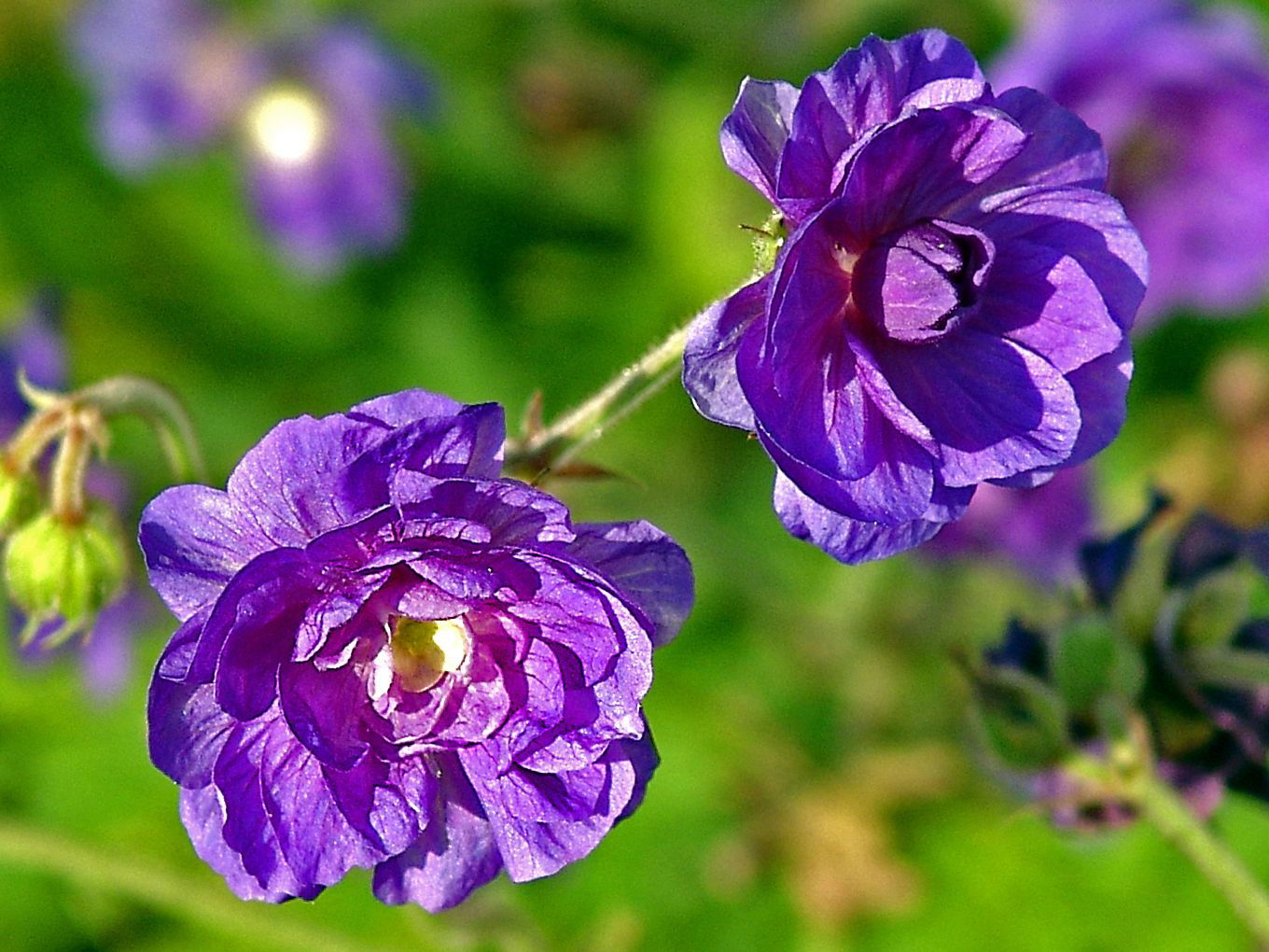 Storchschnabel 'Plenum Violaceum' - Geranium pratense 'Plenum Violaceum'