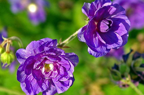 Storchschnabel 'Plenum Violaceum' - Geranium pratense 'Plenum Violaceum'