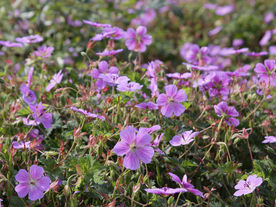 Storchschnabelartige (Geraniales)