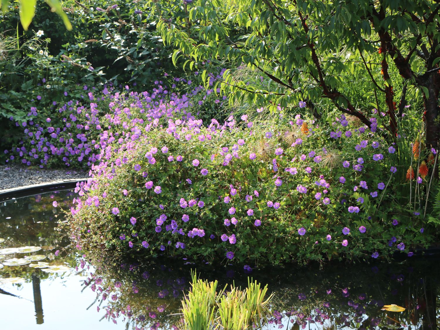 Storchschnabel 'Rozanne' ® - Geranium wallichianum 'Rozanne' ®