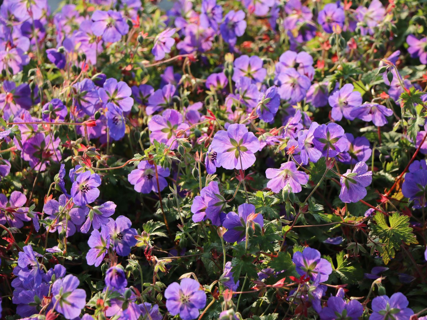 Storchschnabel 'Rozanne' ® - Geranium wallichianum 'Rozanne' ®