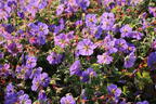 Storchschnabel 'Rozanne' ® - Geranium wallichianum 'Rozanne' ®