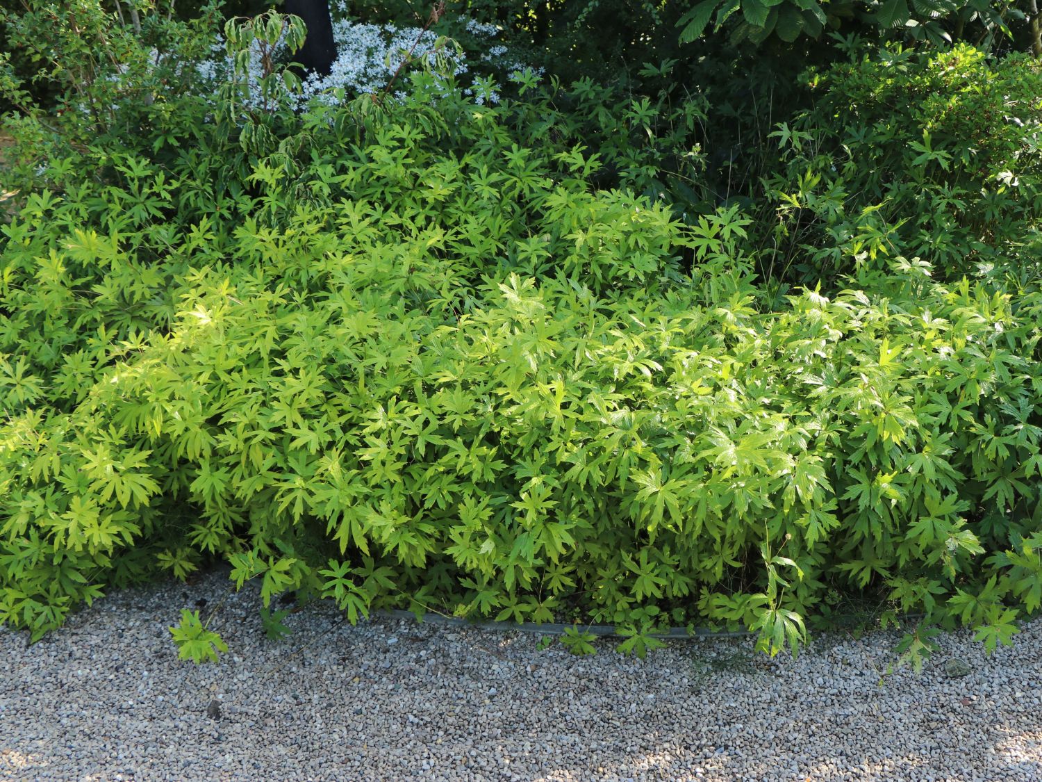 Storchschnabel 'Rozanne' ® - Geranium wallichianum 'Rozanne' ®