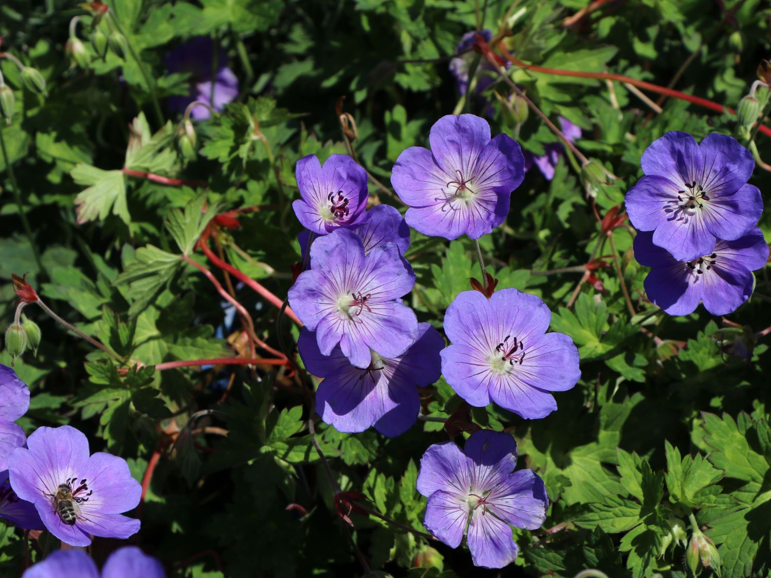 Storchschnabel 'Rozanne' ® - Geranium wallichianum 'Rozanne' ®