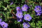 Storchschnabel 'Rozanne' ® - Geranium wallichianum 'Rozanne' ®