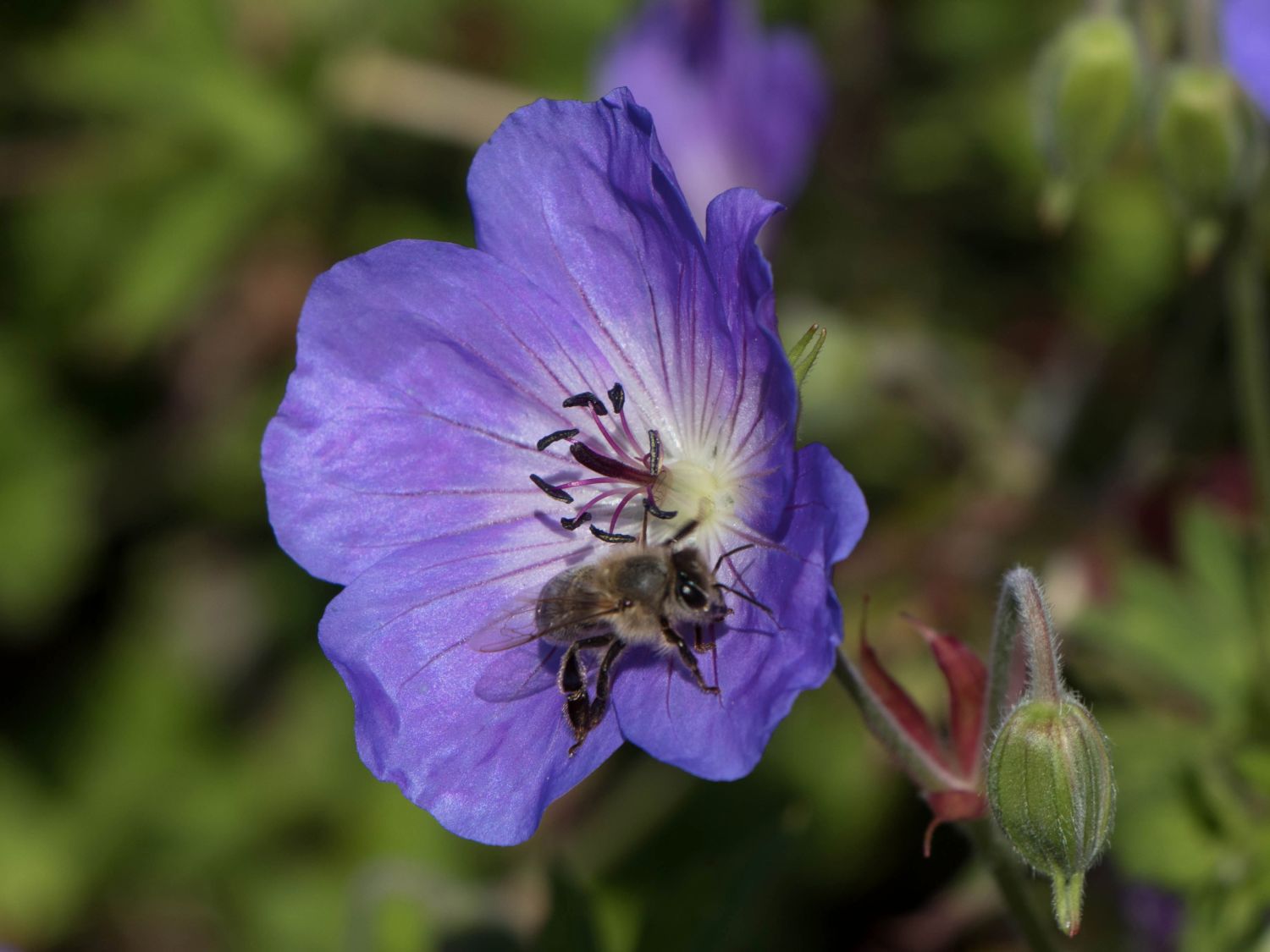 Storchschnabel 'Rozanne' ® - Geranium wallichianum 'Rozanne' ®