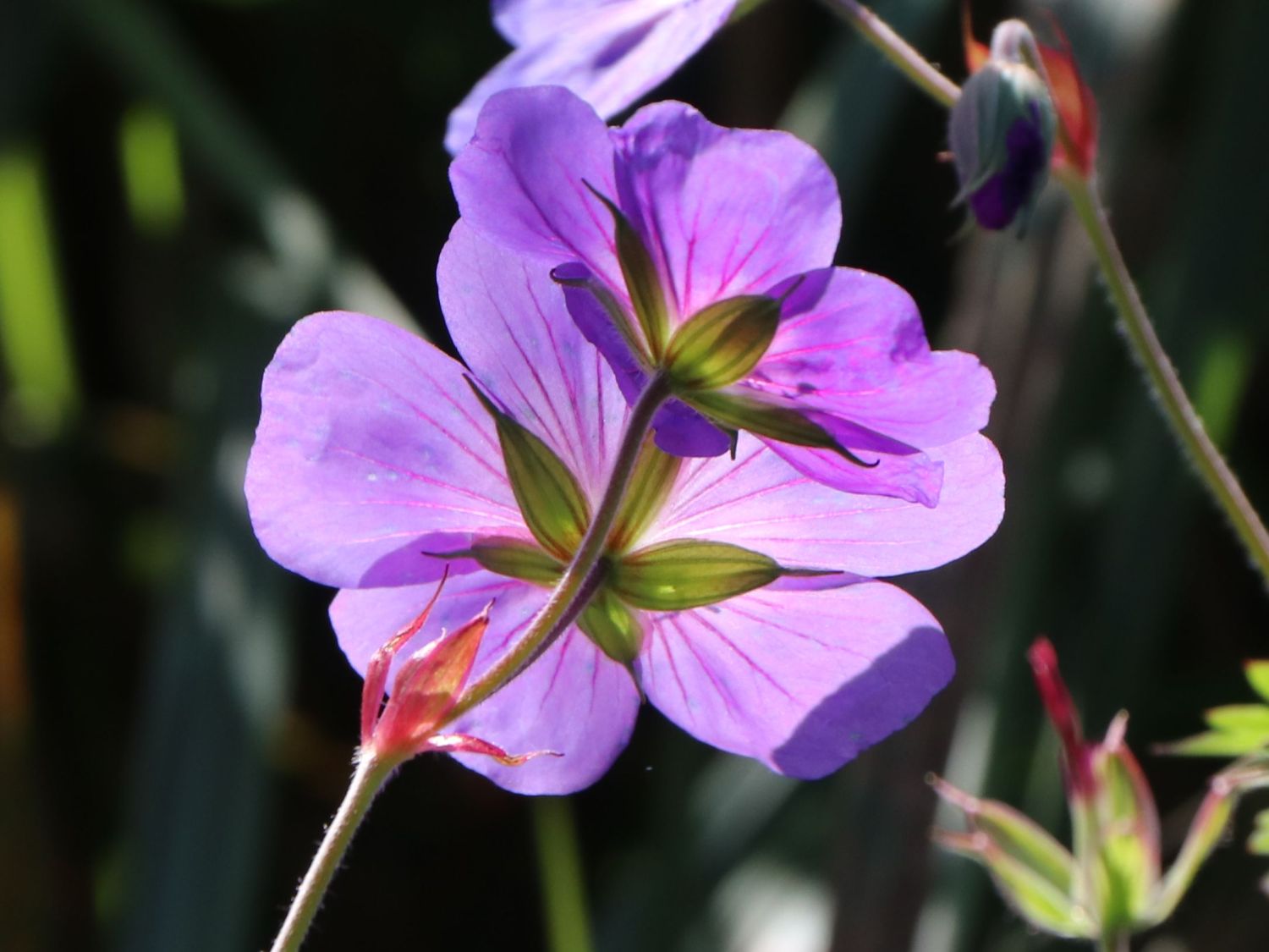Storchschnabel 'Rozanne' ® - Geranium wallichianum 'Rozanne' ®