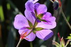 Storchschnabel 'Rozanne' ® - Geranium wallichianum 'Rozanne' ®