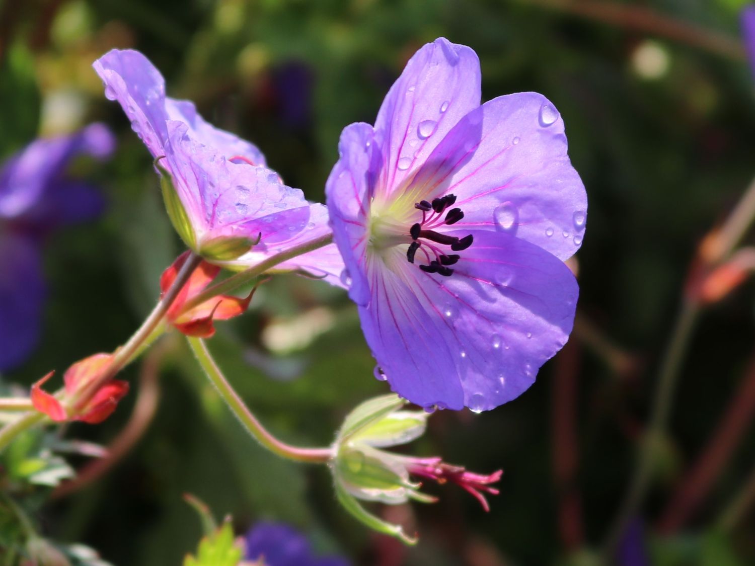 Storchschnabel 'Rozanne' ® - Geranium wallichianum 'Rozanne' ®
