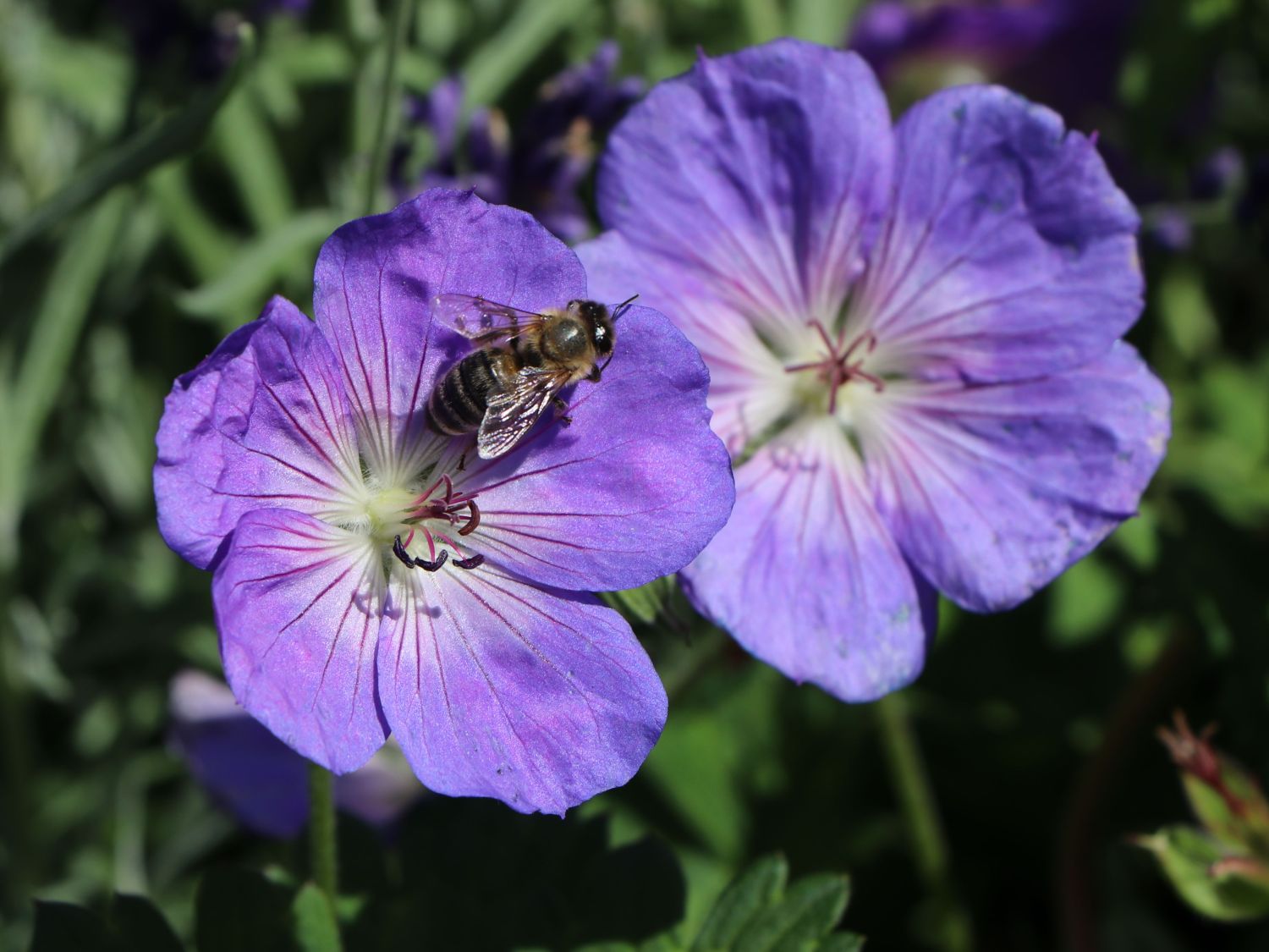 Storchschnabel 'Rozanne' ® - Geranium wallichianum 'Rozanne' ®
