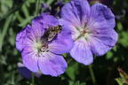 Storchschnabel 'Rozanne' ® - Geranium wallichianum 'Rozanne' ®