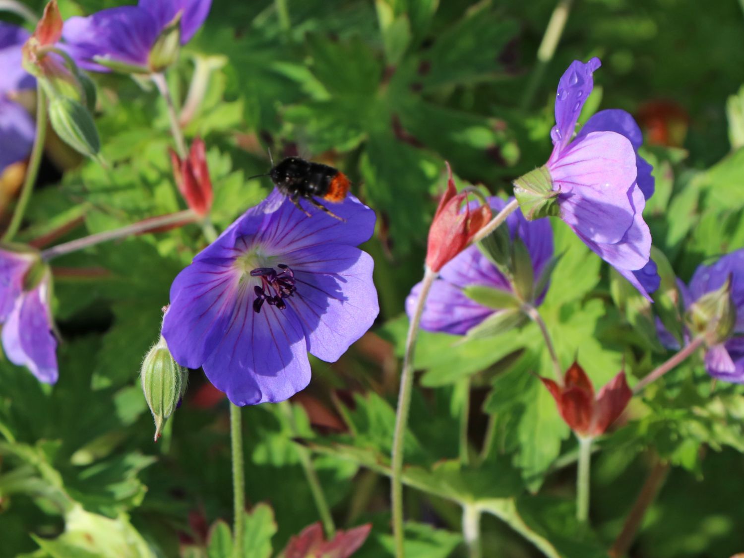 Storchschnabel 'Rozanne' ® - Geranium wallichianum 'Rozanne' ®