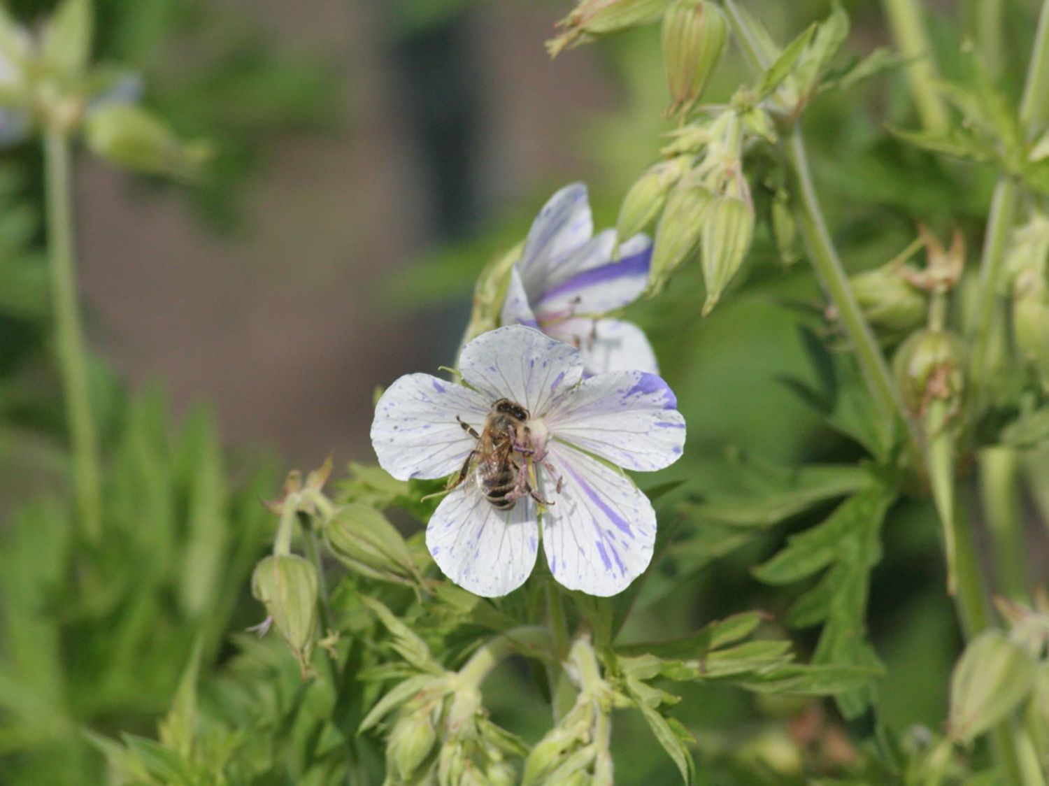 Storchschnabel 'Splish Splash'