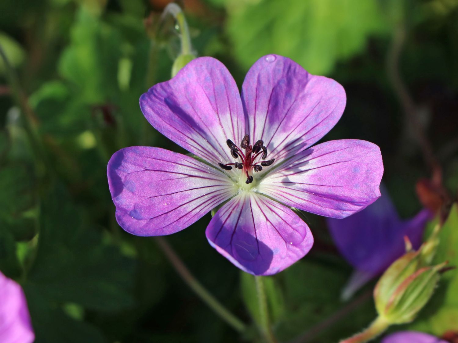 Storchschnabel 'Sylvia's Surprise' ® - Geranium wallichianum 'Sylvia's Surprise' ®