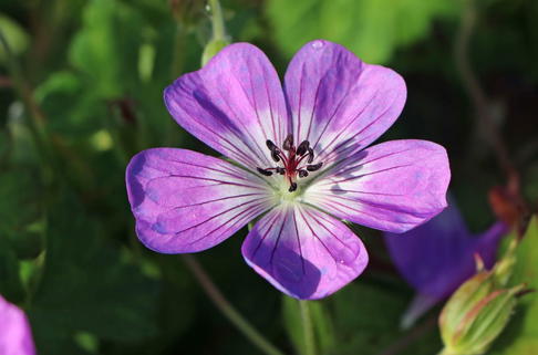 Storchschnabel 'Sylvia's Surprise' ® - Geranium wallichianum 'Sylvia's Surprise' ®