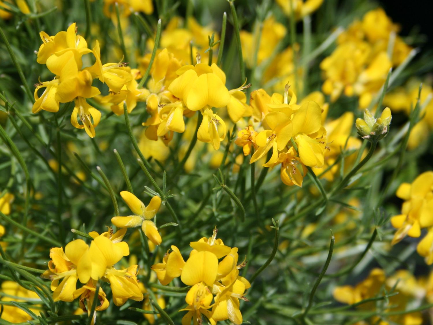 Ginster (Genista)