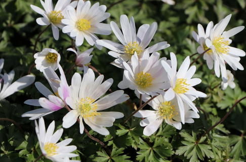 Strahlen-Windröschen 'White Splendour' - Anemone blanda 'White Splendour'