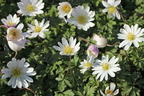 Strahlen-Windröschen 'White Splendour' für Deinen Garten!