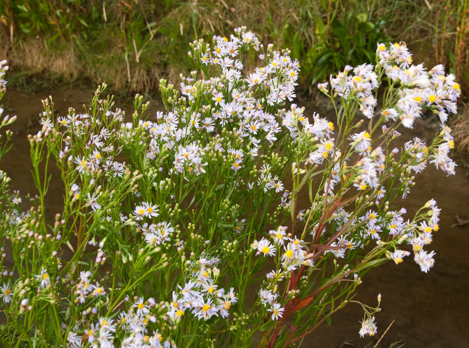 Strand-Aster