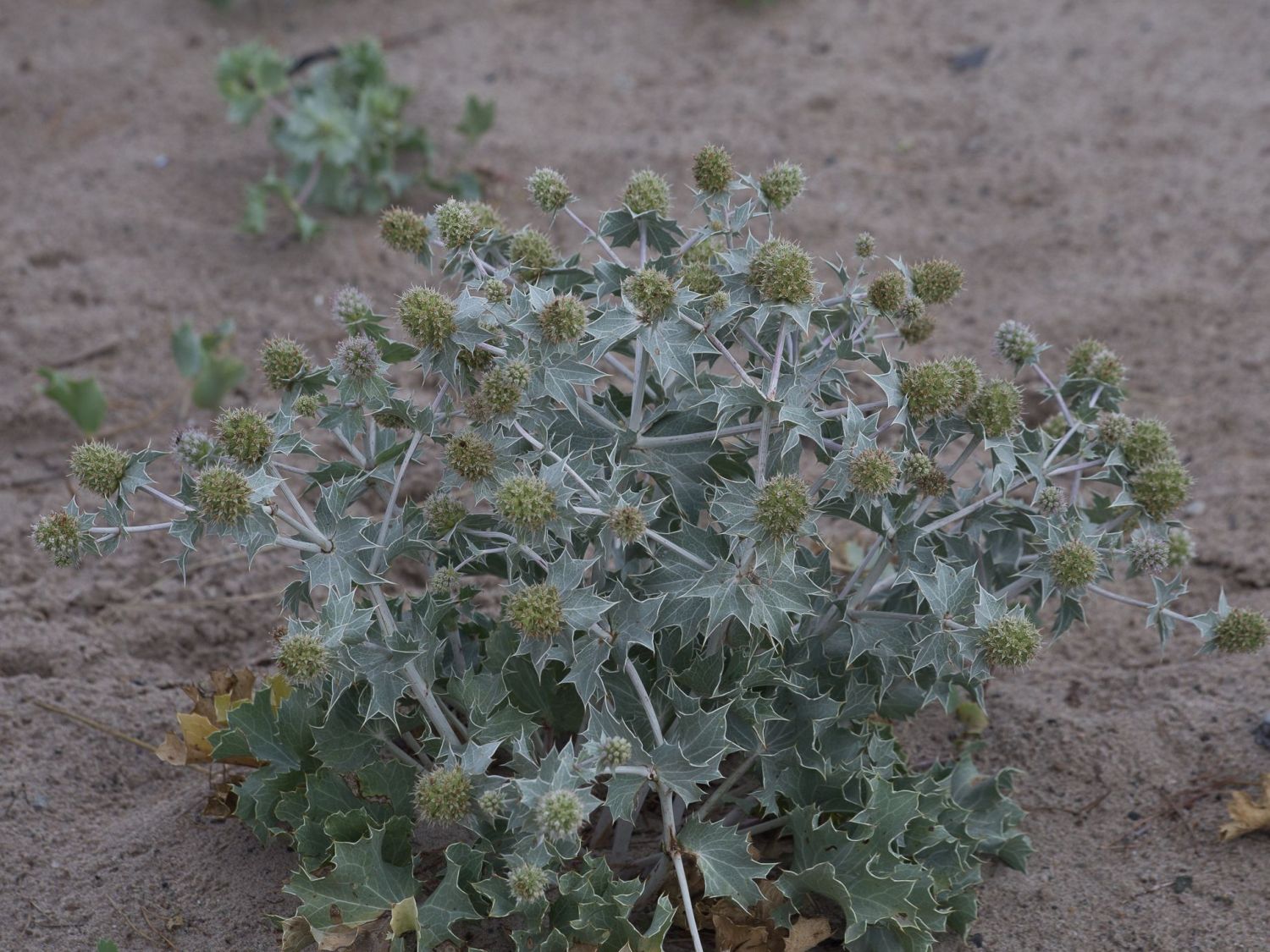 Stranddistel / Strand-Mannstreu - Eryngium maritimum