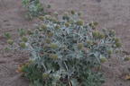 Stranddistel / Strand-Mannstreu - Eryngium maritimum