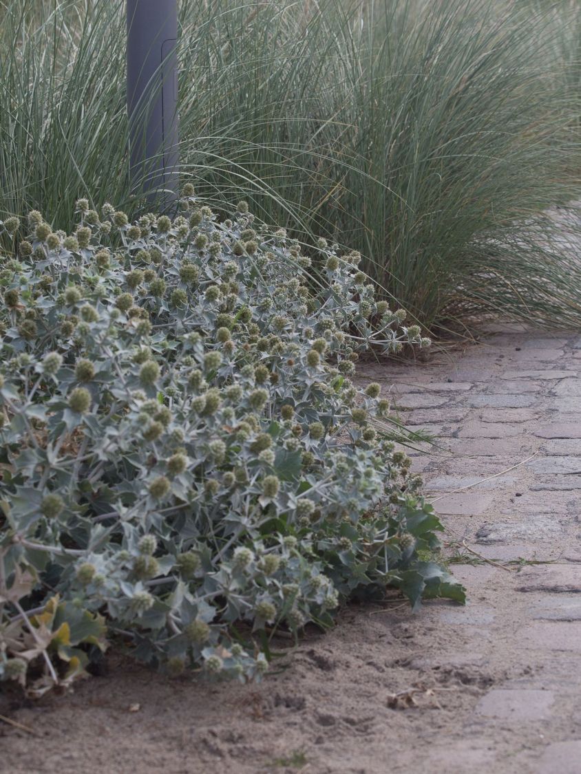 Stranddistel / Strand-Mannstreu - Eryngium maritimum